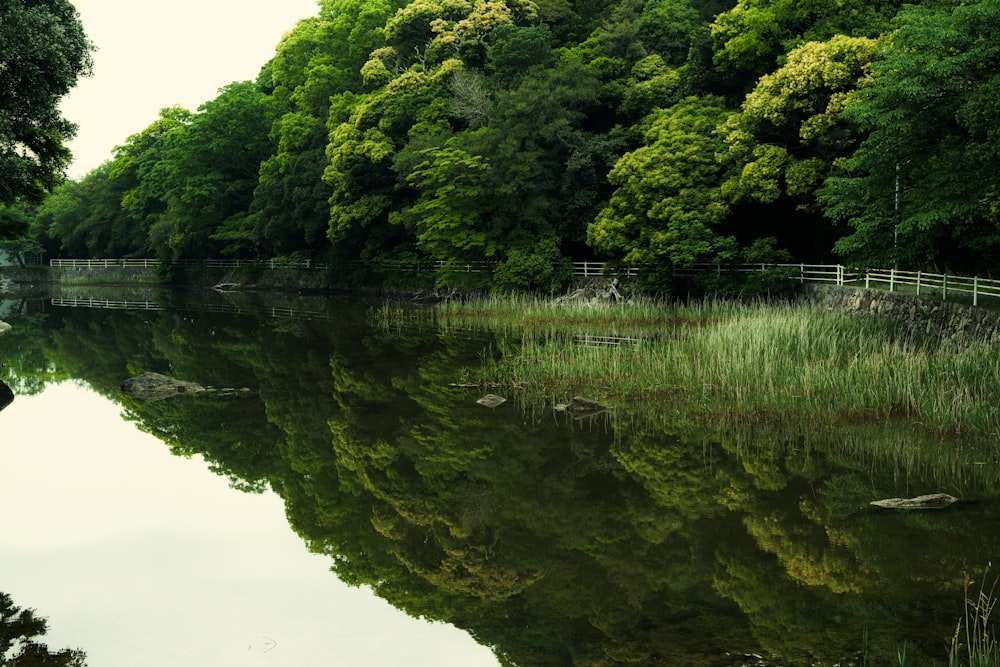 a body of water with grass and trees around it