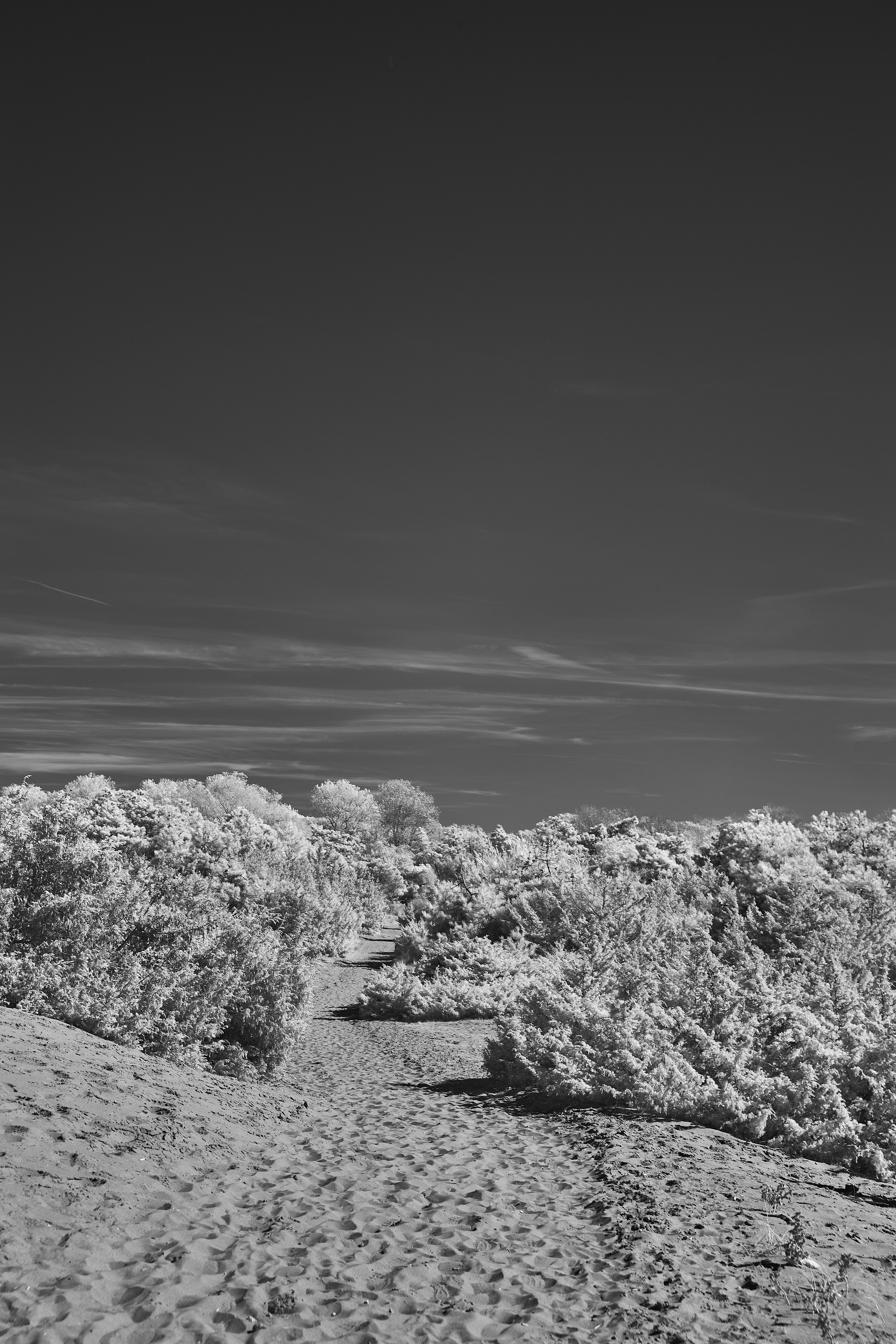 Photo by wolfgang_hasselmann