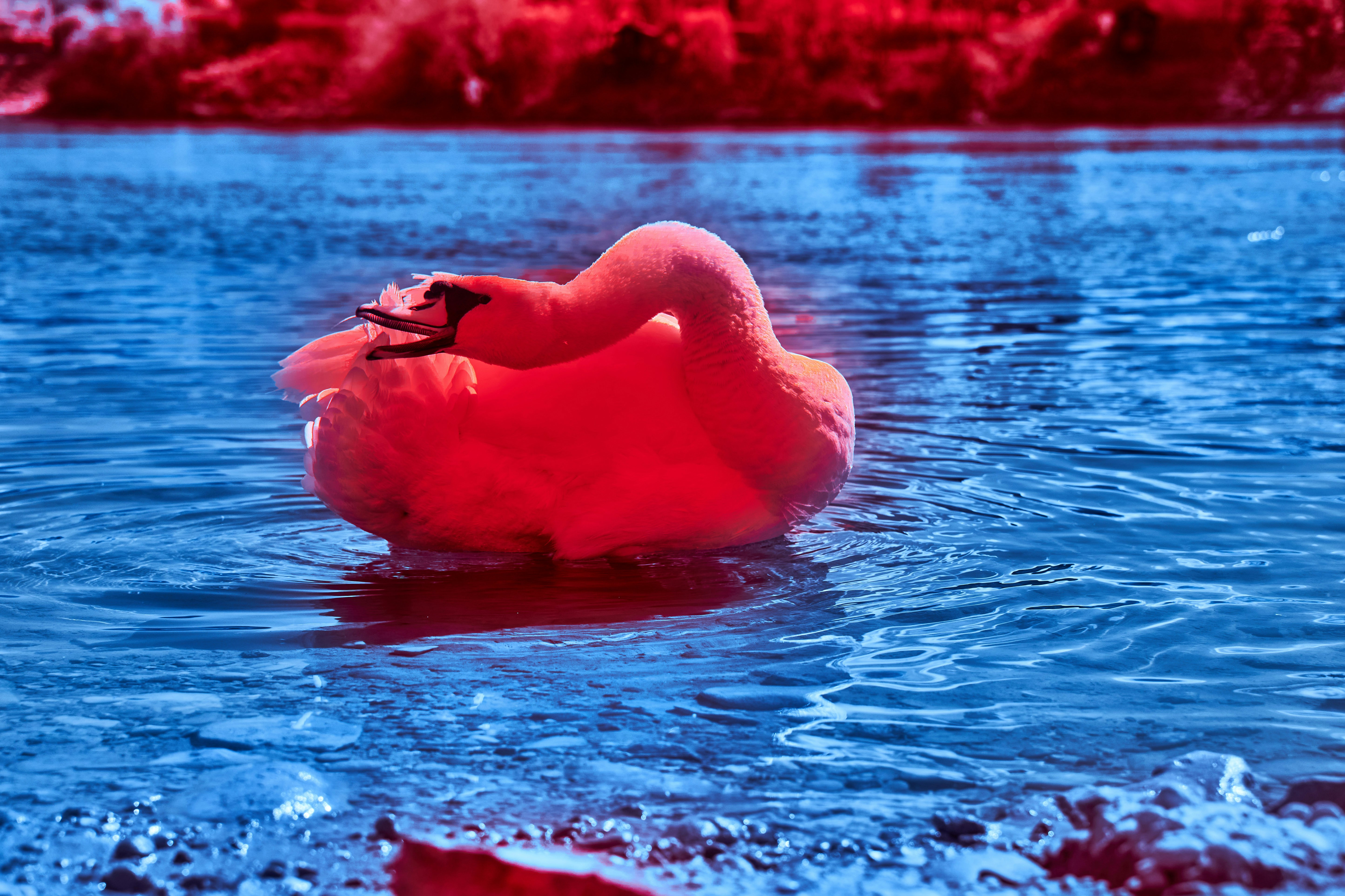 Photo by wolfgang_hasselmann