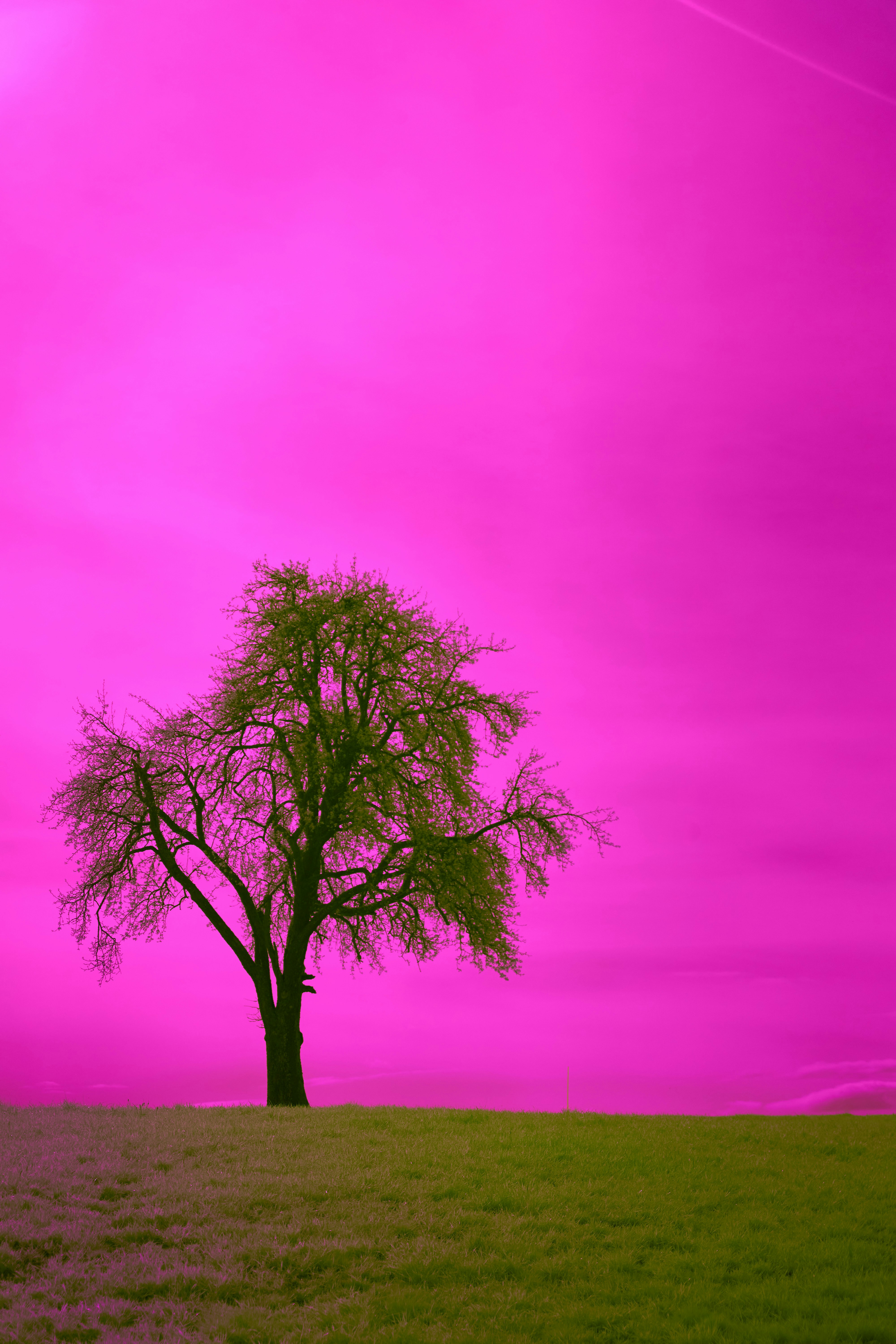 Photo by wolfgang_hasselmann