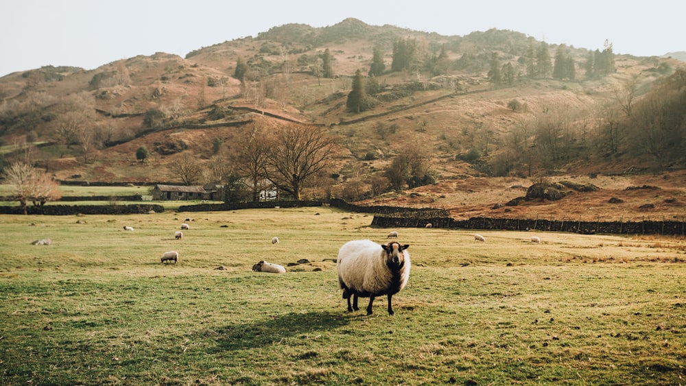 a group of sheep in a field