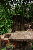 An old, moss-covered stone well is surrounded by dense, leafy green plants and trees. The well has a circular shape with aged bricks, and the area is partially shaded by the foliage overhead. Some dry leaves are scattered on top of the well.
