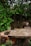 An old, moss-covered stone well is surrounded by dense, leafy green plants and trees. The well has a circular shape with aged bricks, and the area is partially shaded by the foliage overhead. Some dry leaves are scattered on top of the well.