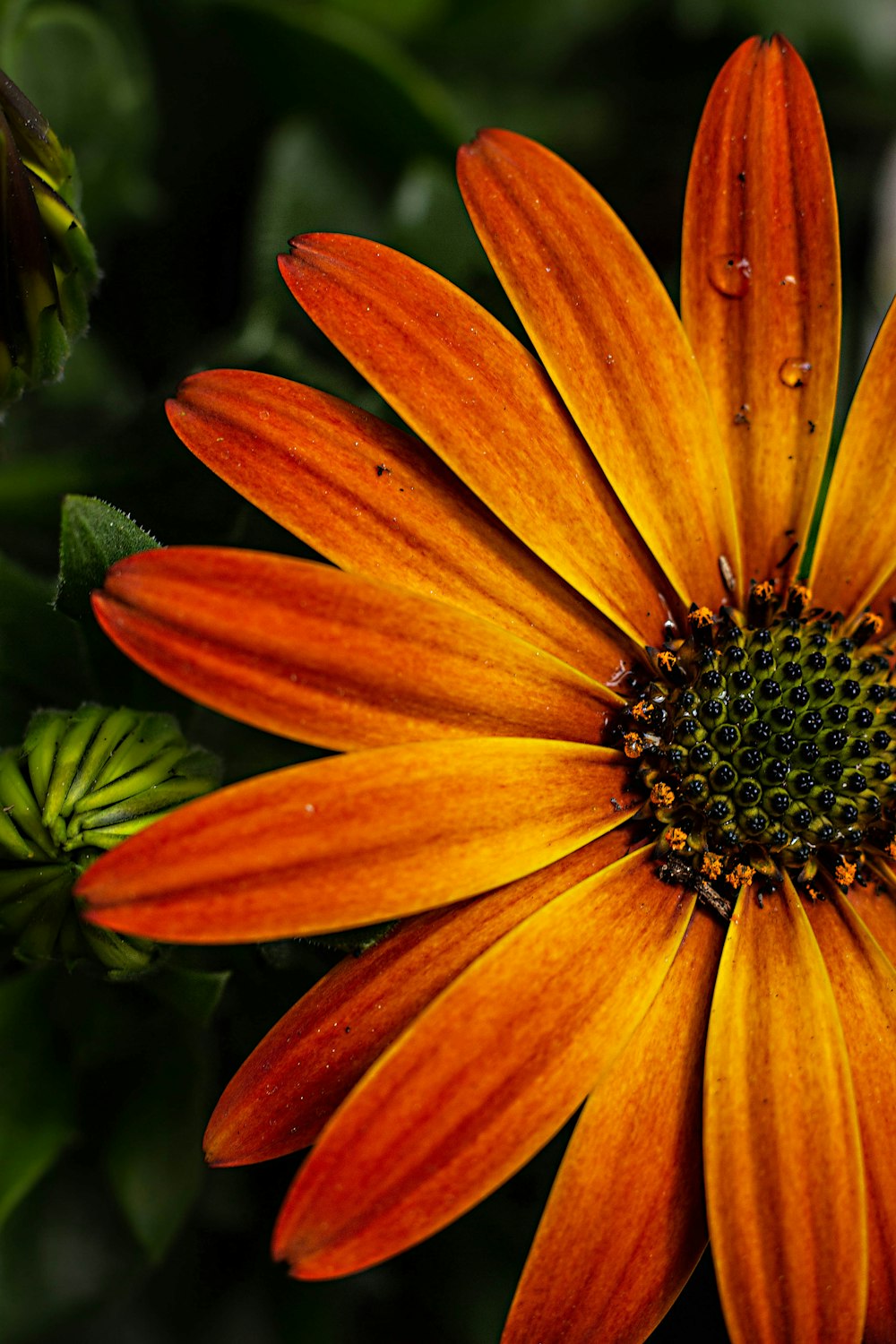 a close up of a flower