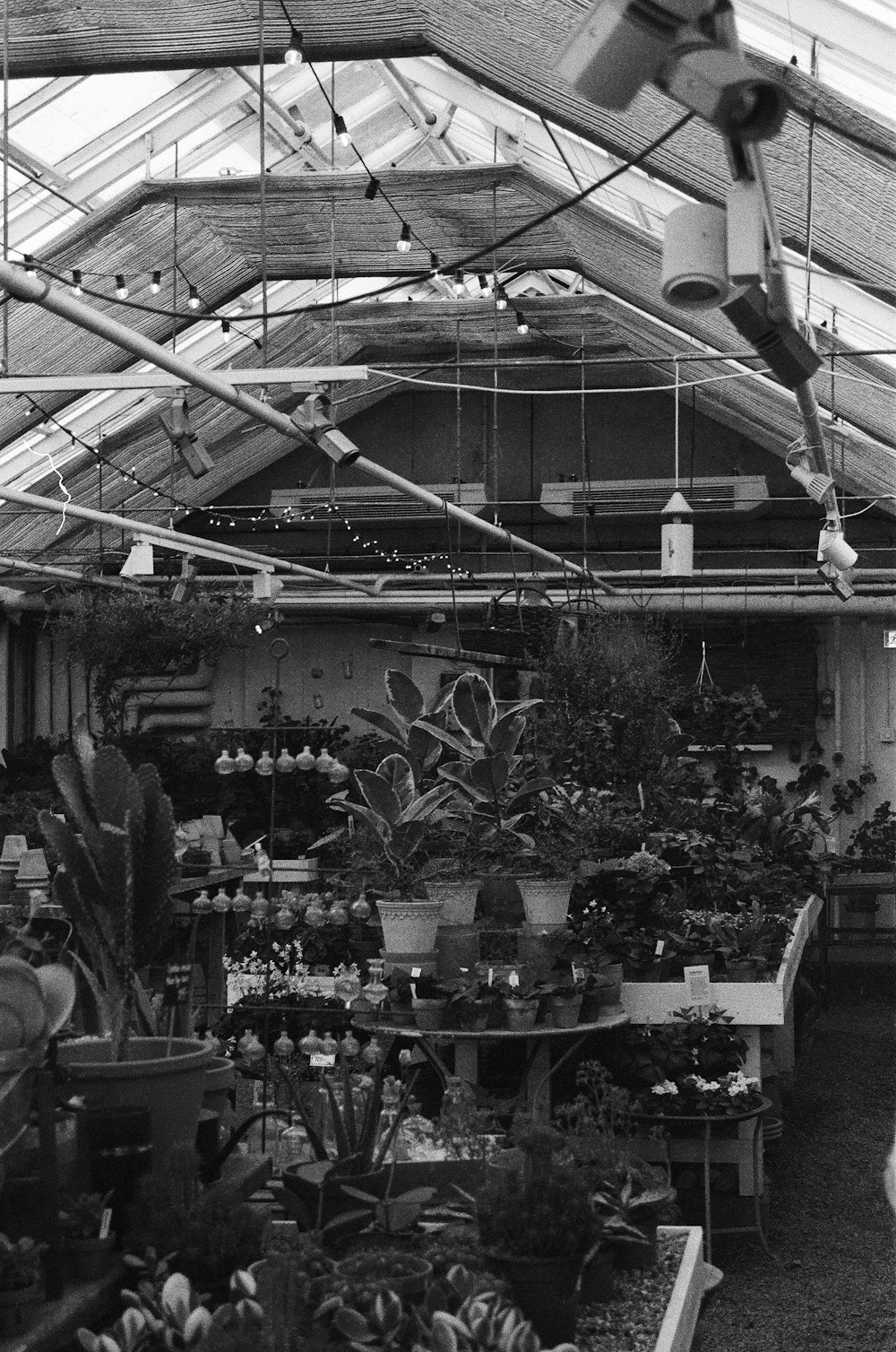 a greenhouse with plants and flowers