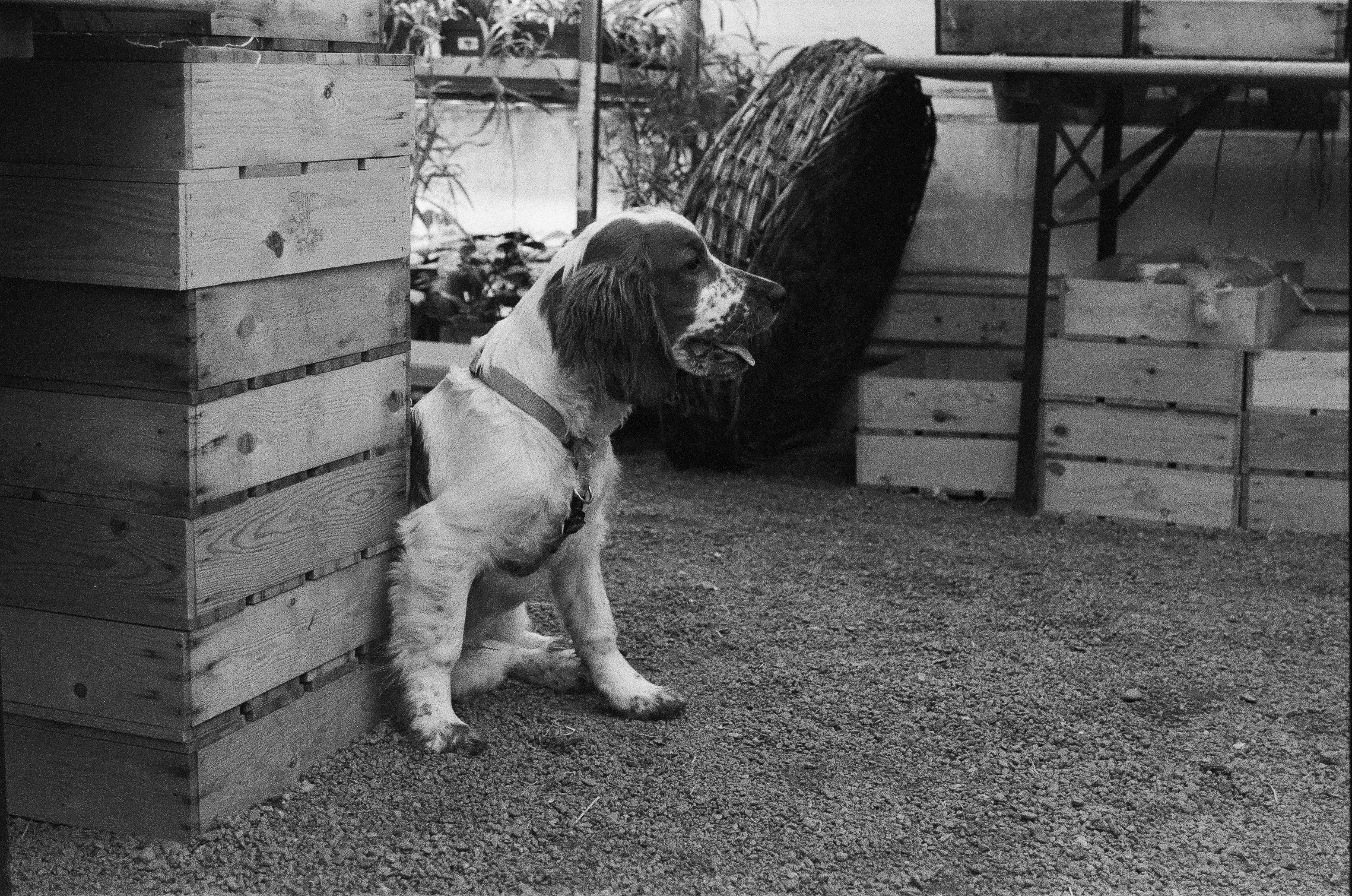 a dog sitting in a room