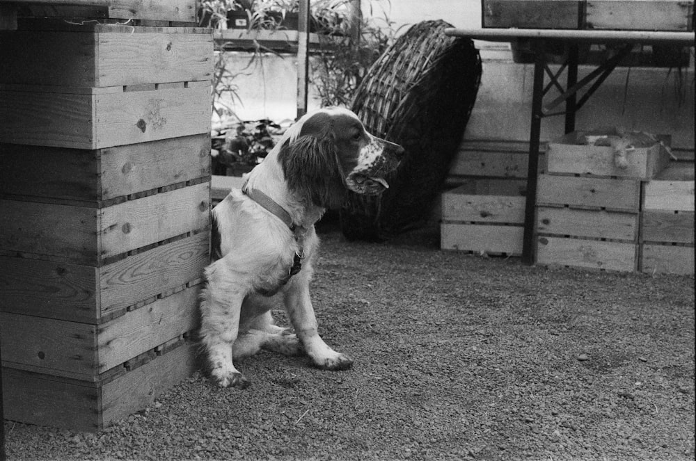 a dog sitting in a room