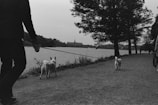 A black and white photograph of a person walking two dogs along a riverbank path. The scene is set in a serene environment with a large body of water to the left and trees lining the path on the right. The person is partially visible, and the path continues into the distance. The horizon shows some buildings faintly visible against the sky.