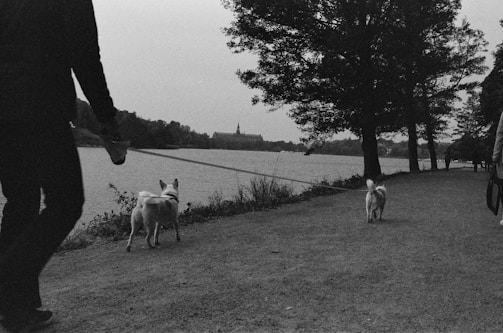 A black and white photograph of a person walking two dogs along a riverbank path. The scene is set in a serene environment with a large body of water to the left and trees lining the path on the right. The person is partially visible, and the path continues into the distance. The horizon shows some buildings faintly visible against the sky.