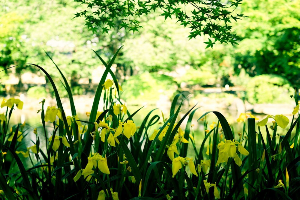 a group of yellow flowers