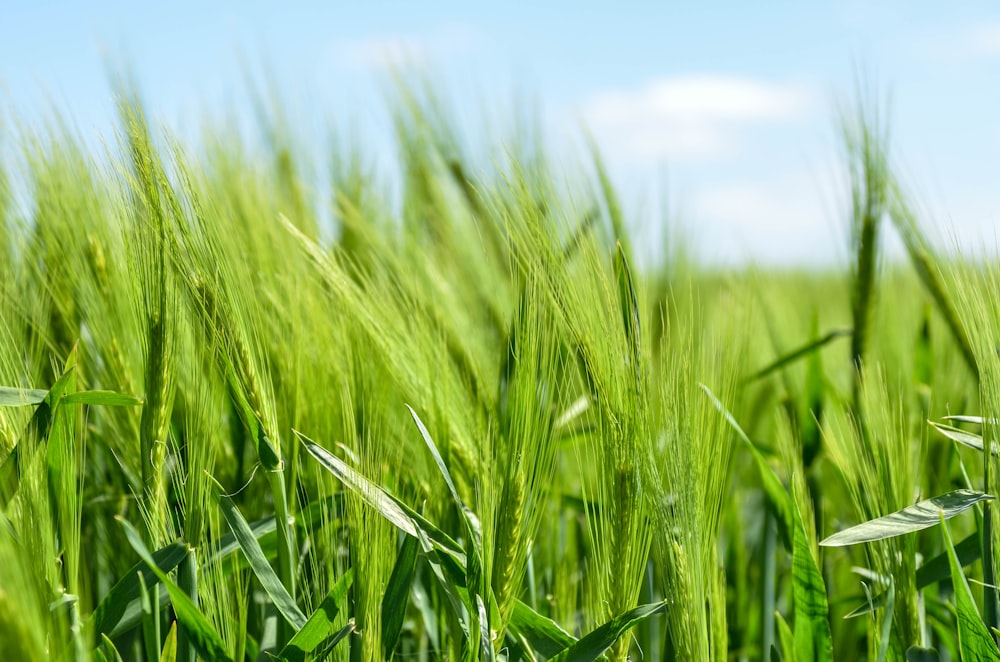 a close-up of a field of wheat