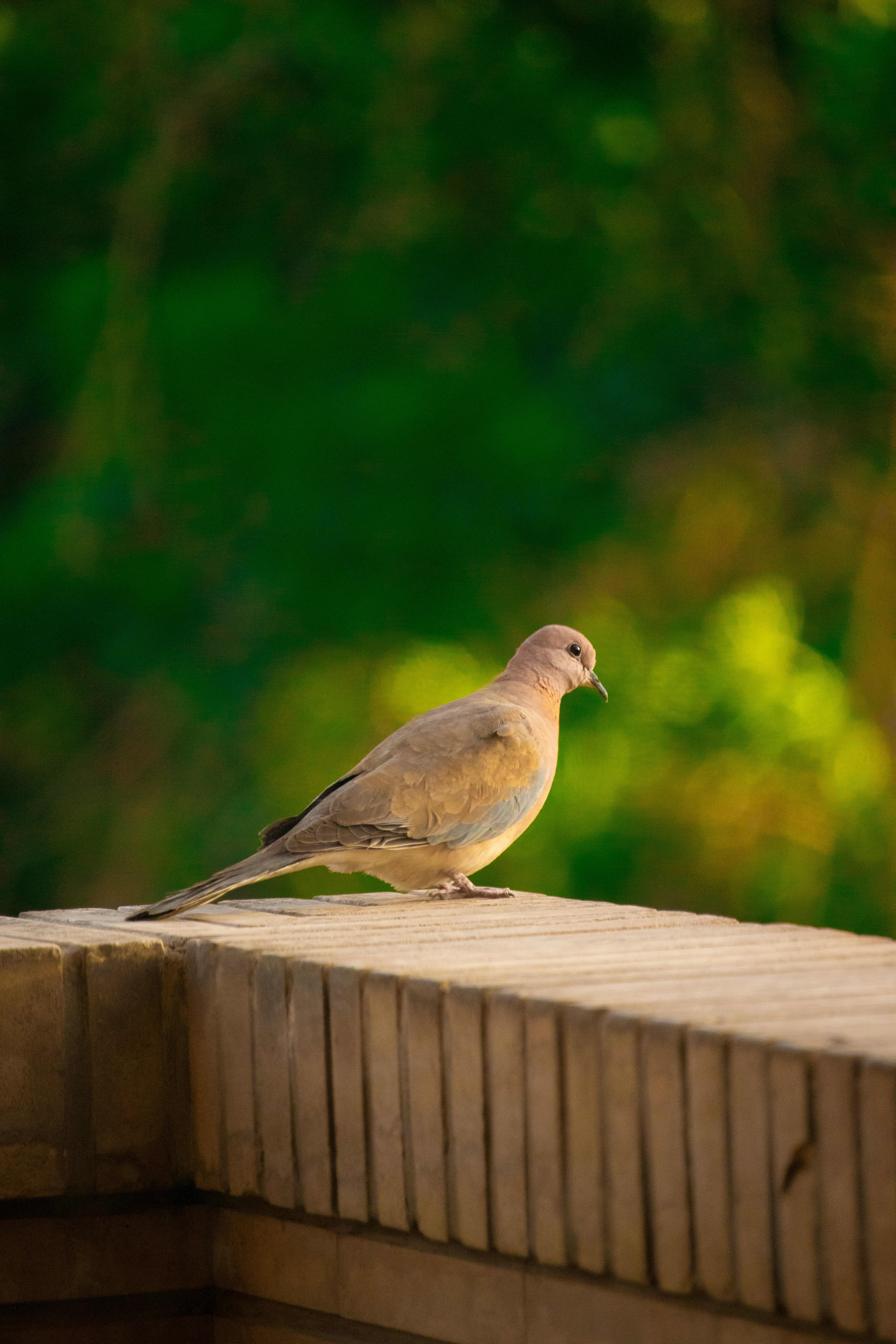 Photo by sinabahar76