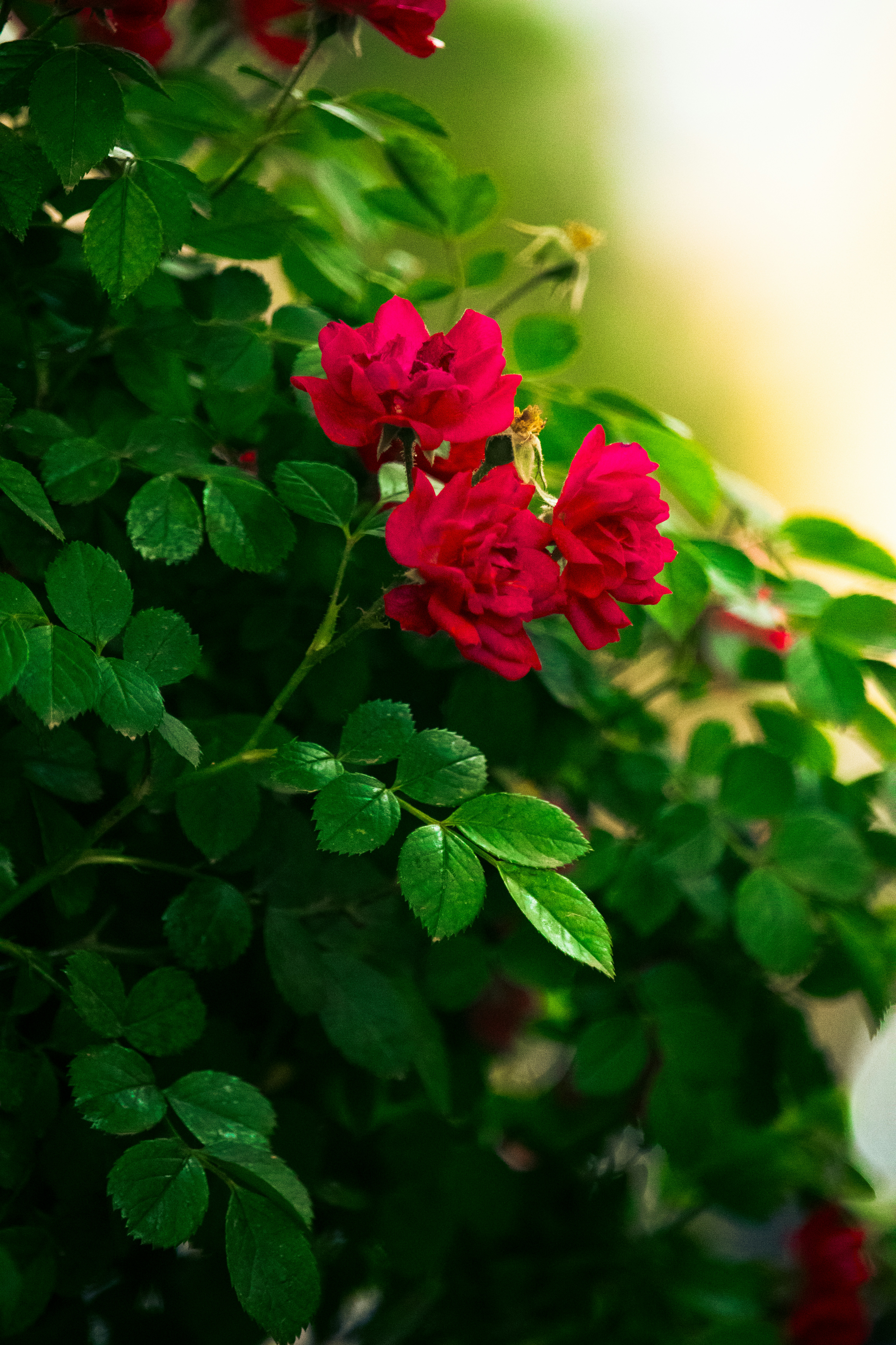Photo by sinabahar76