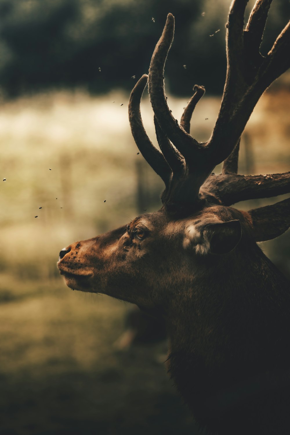 a deer with antlers