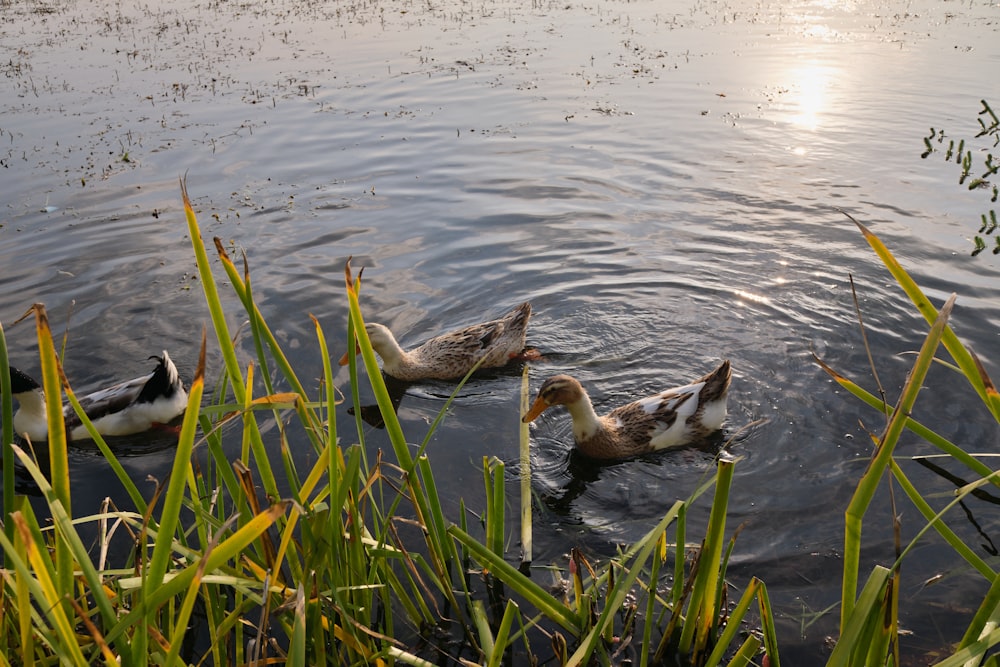 ducks swimming in water