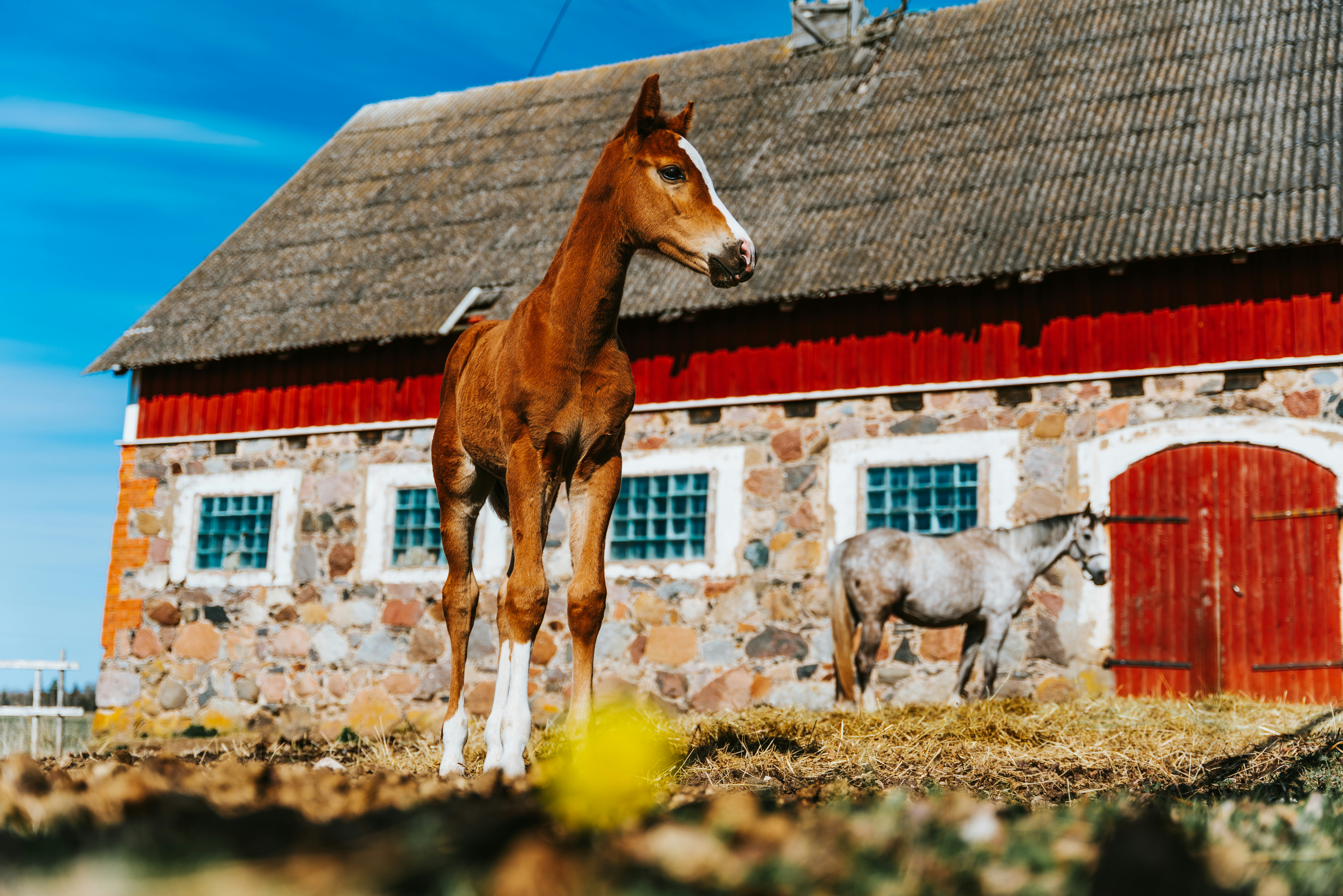 a statue of a horse and a horse in front of a house
