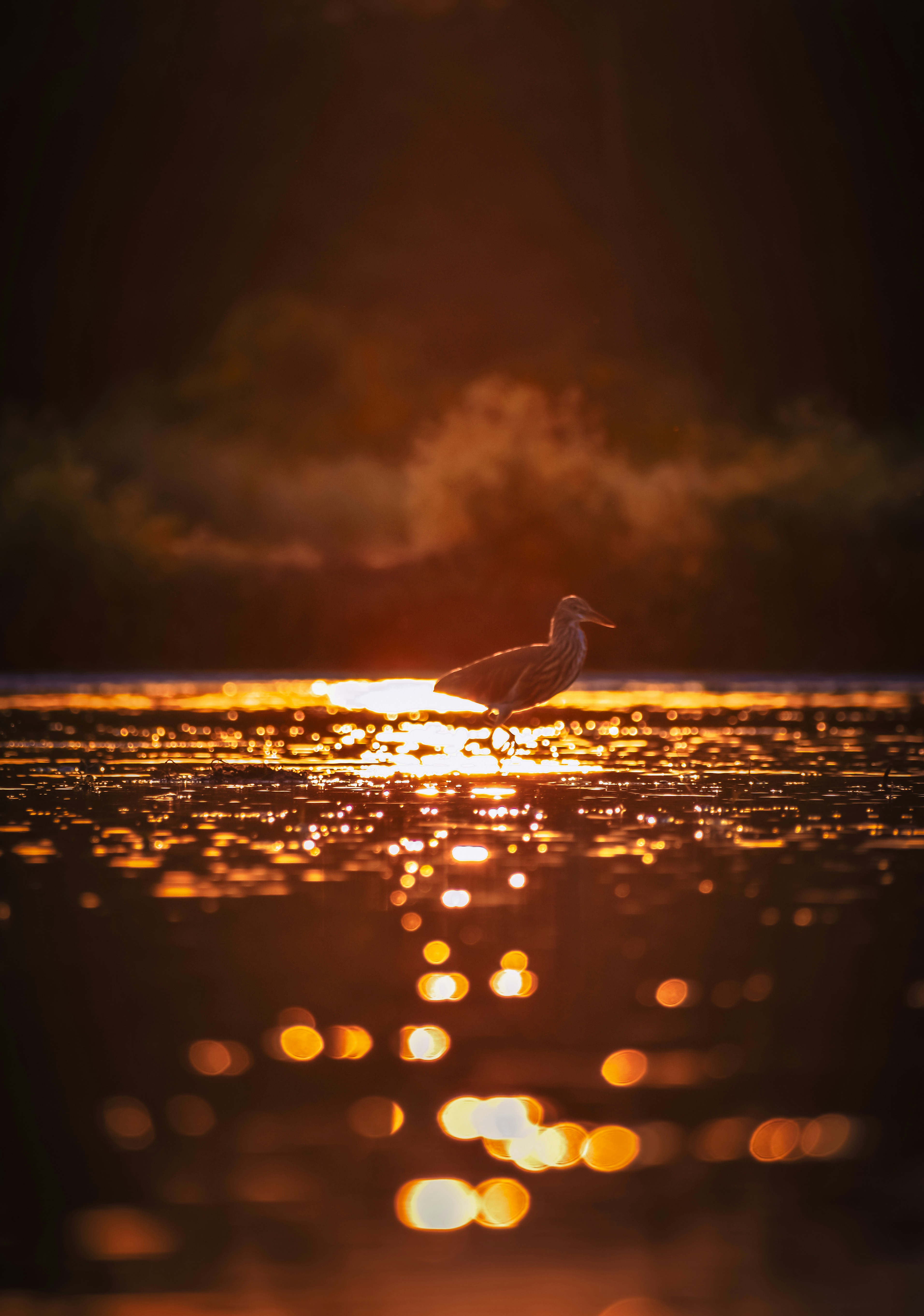 Photo by navi_photography