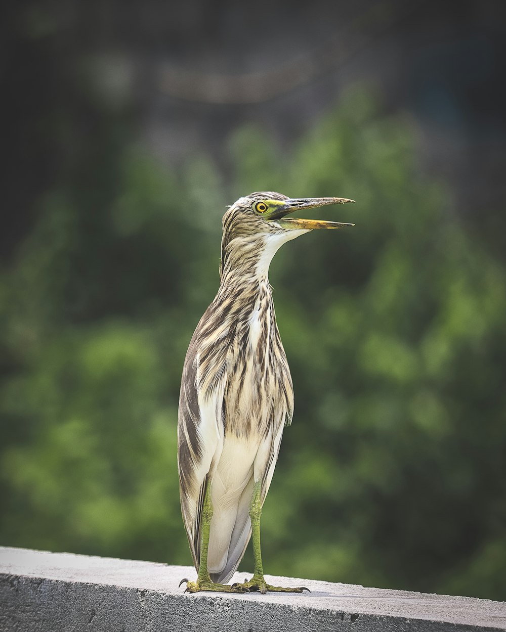 a bird standing on a ledge