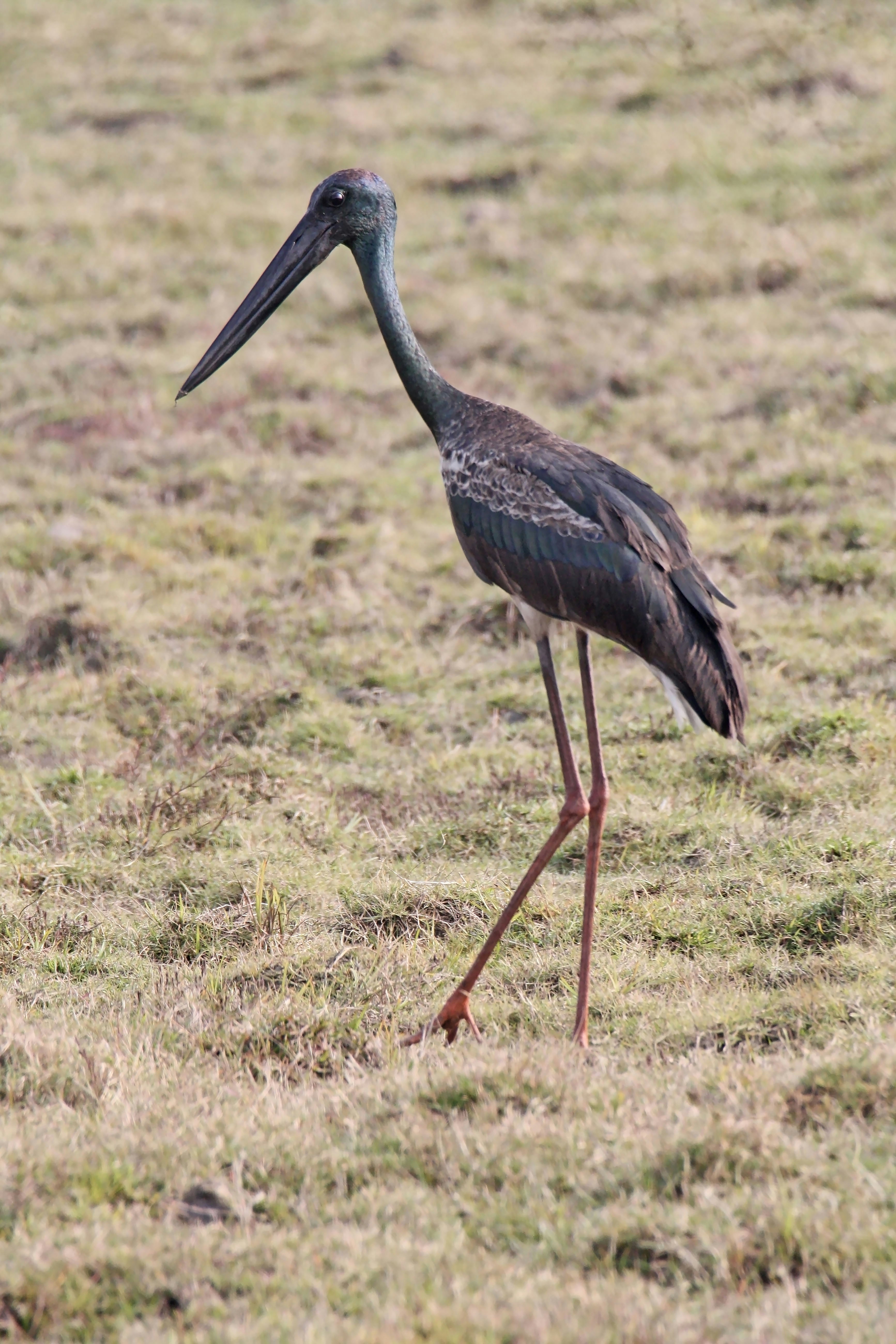 Photo by sylvester_123