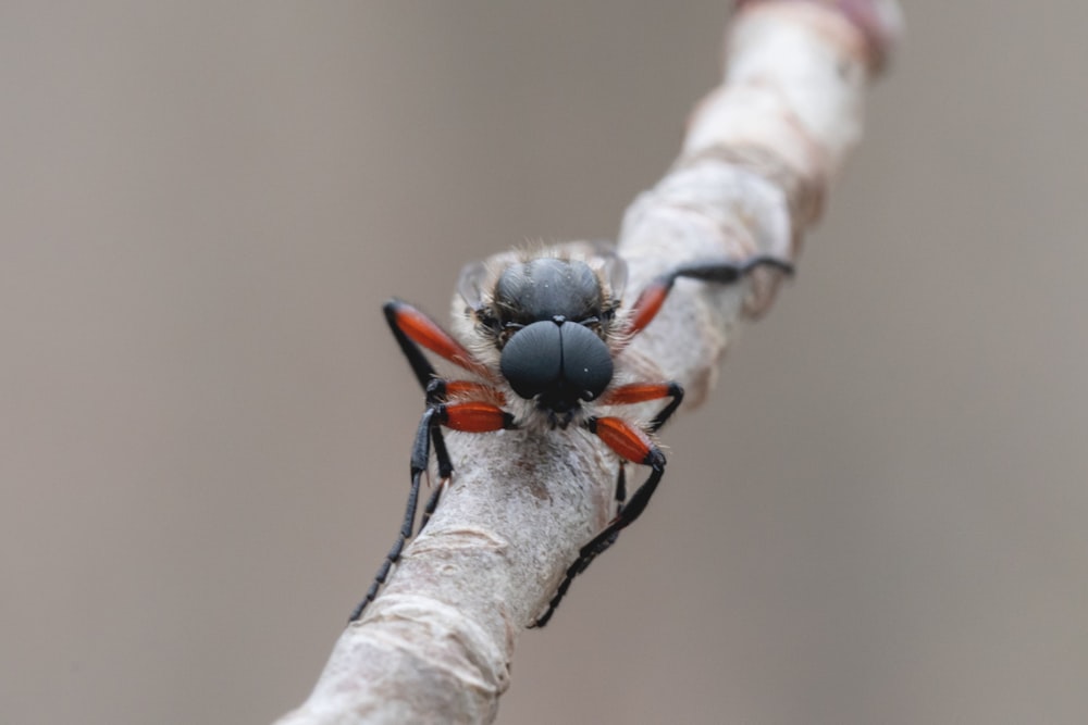 a hand holding a small insect