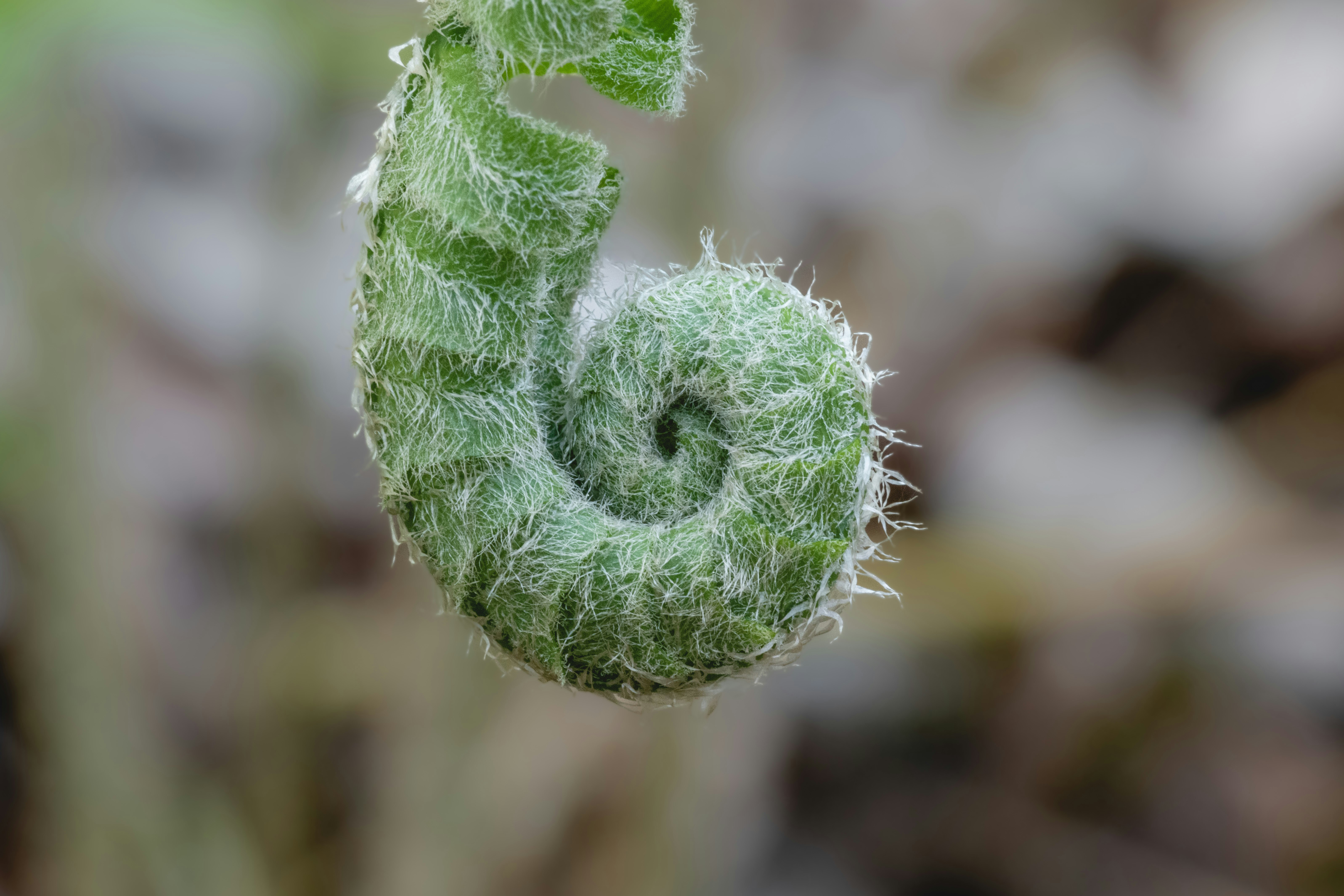 a close up of a plant