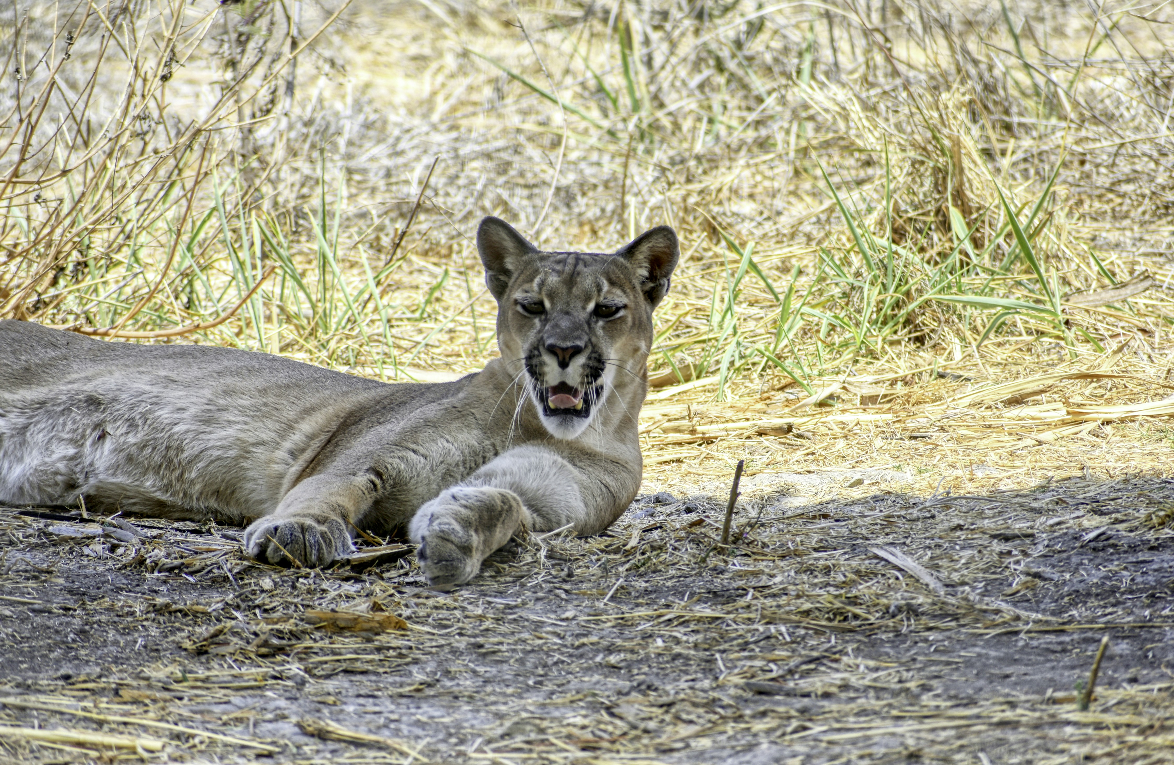 Cougar: The Silent Sentinel of the Americas (image credits: unsplash)