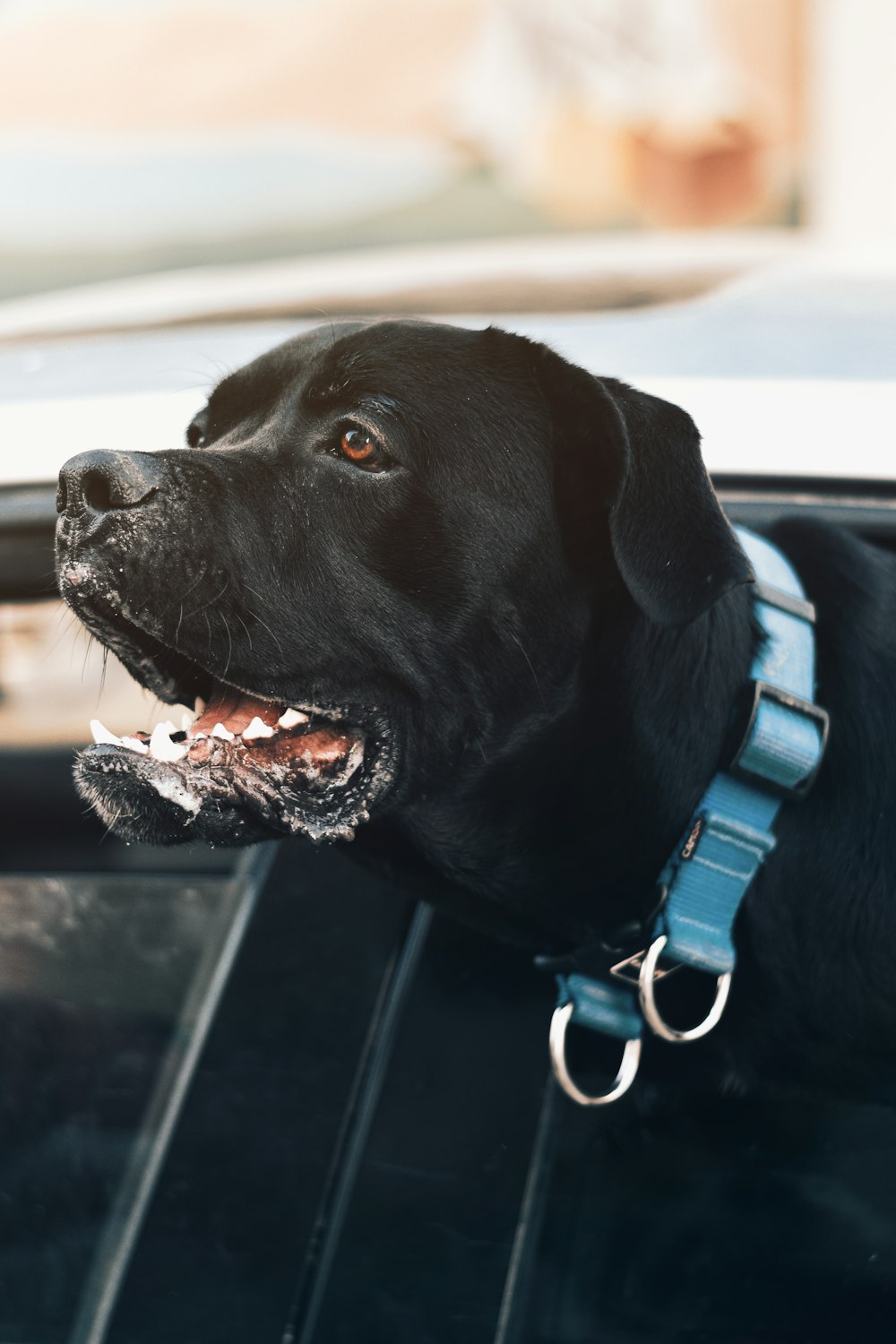 a dog with a blue collar