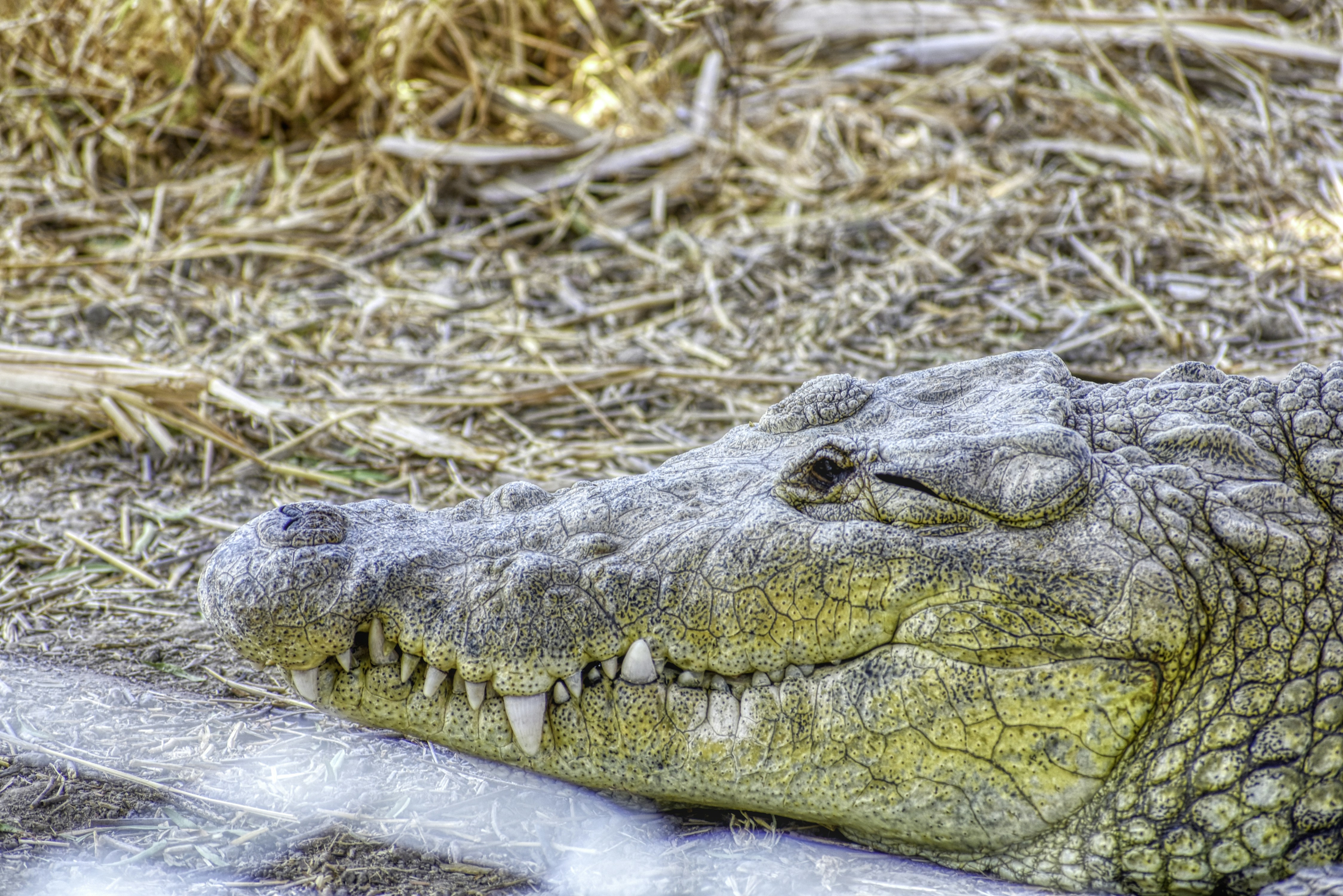 a crocodile lying on the ground