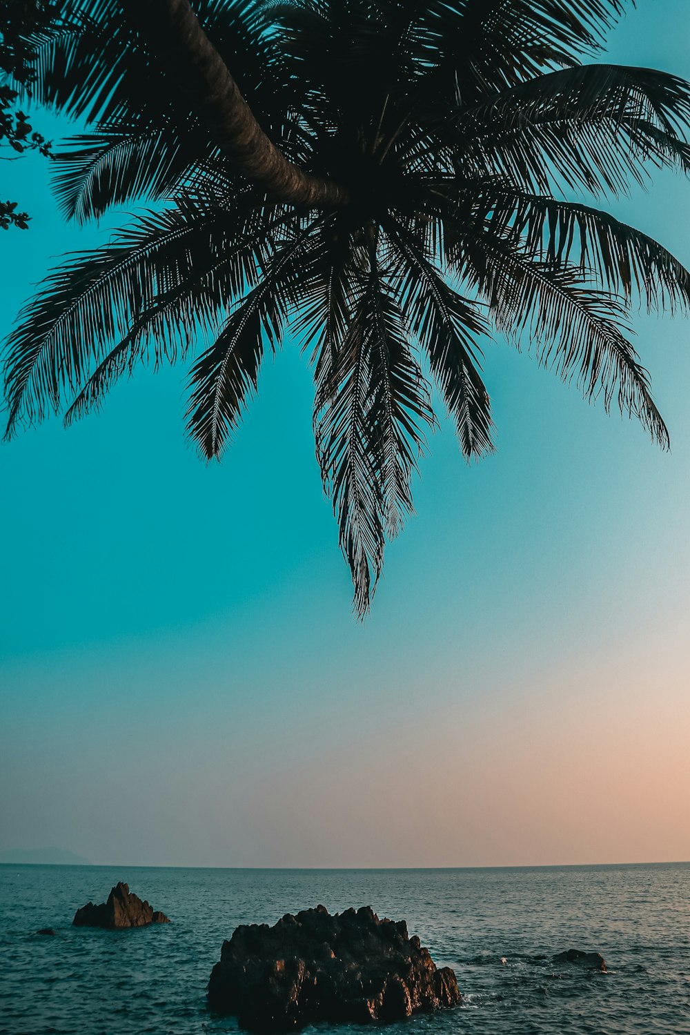 a palm tree over the ocean