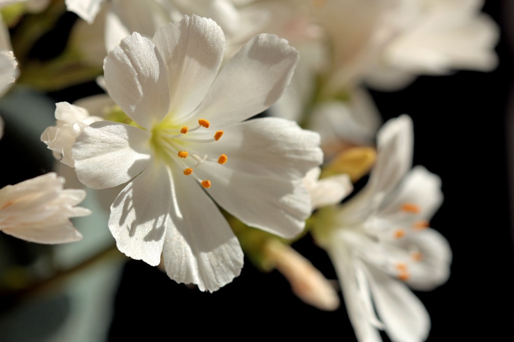 a close up of white flowers