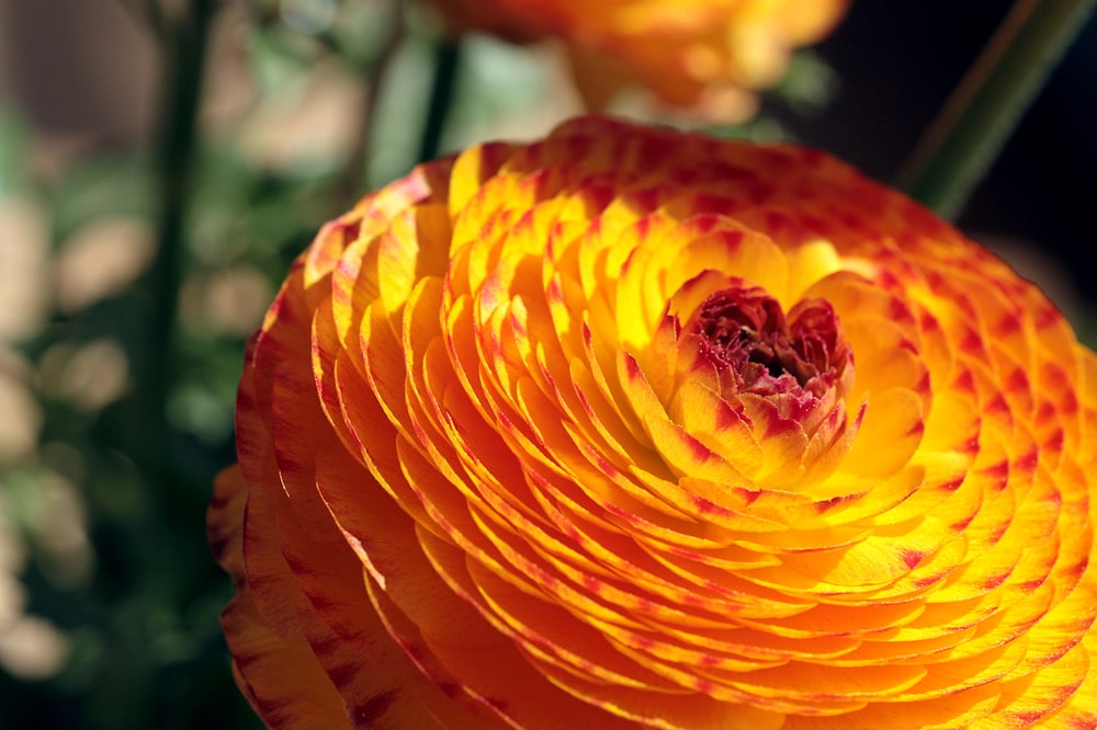 a bee on a flower