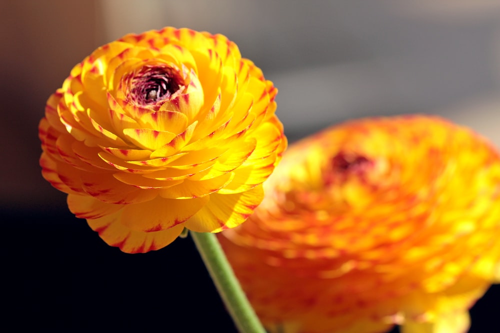 a close up of a flower