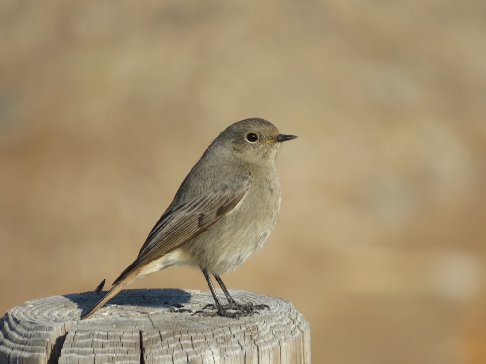 um pequeno pássaro em um poste de madeira