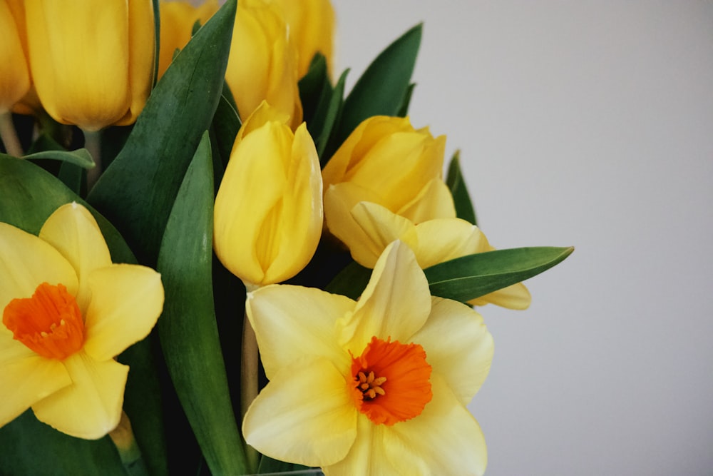 a group of yellow flowers