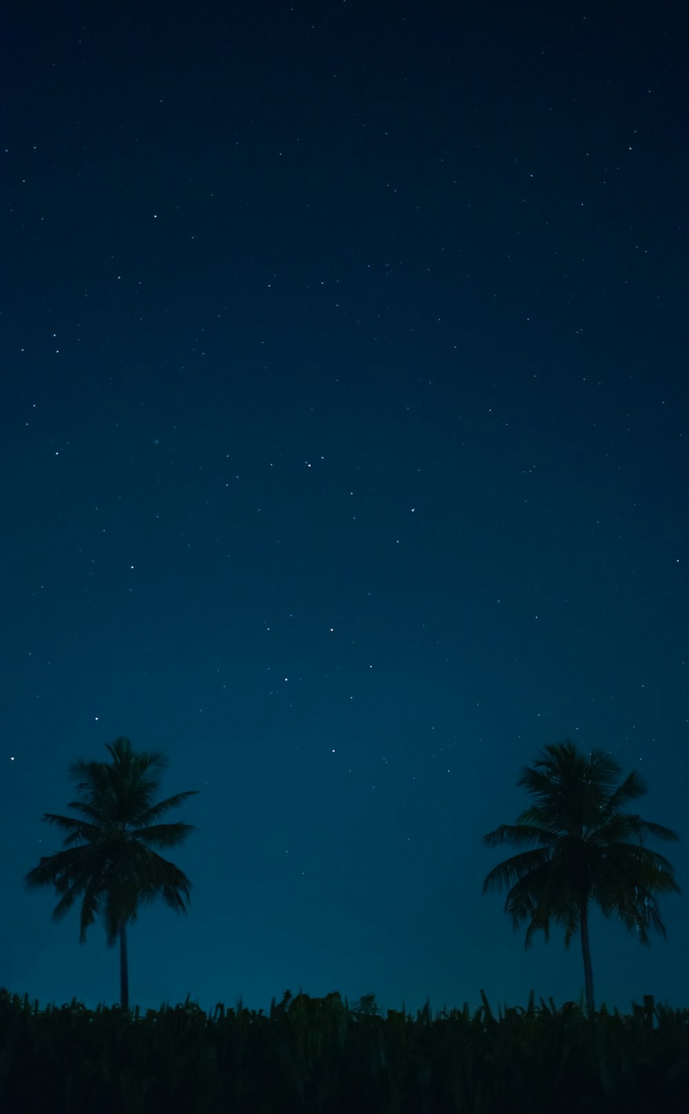 a night sky with palm trees
