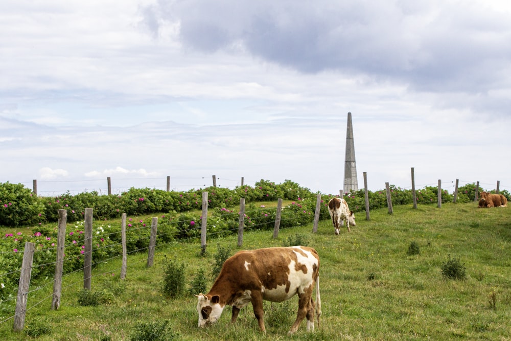 cows grazing in a field