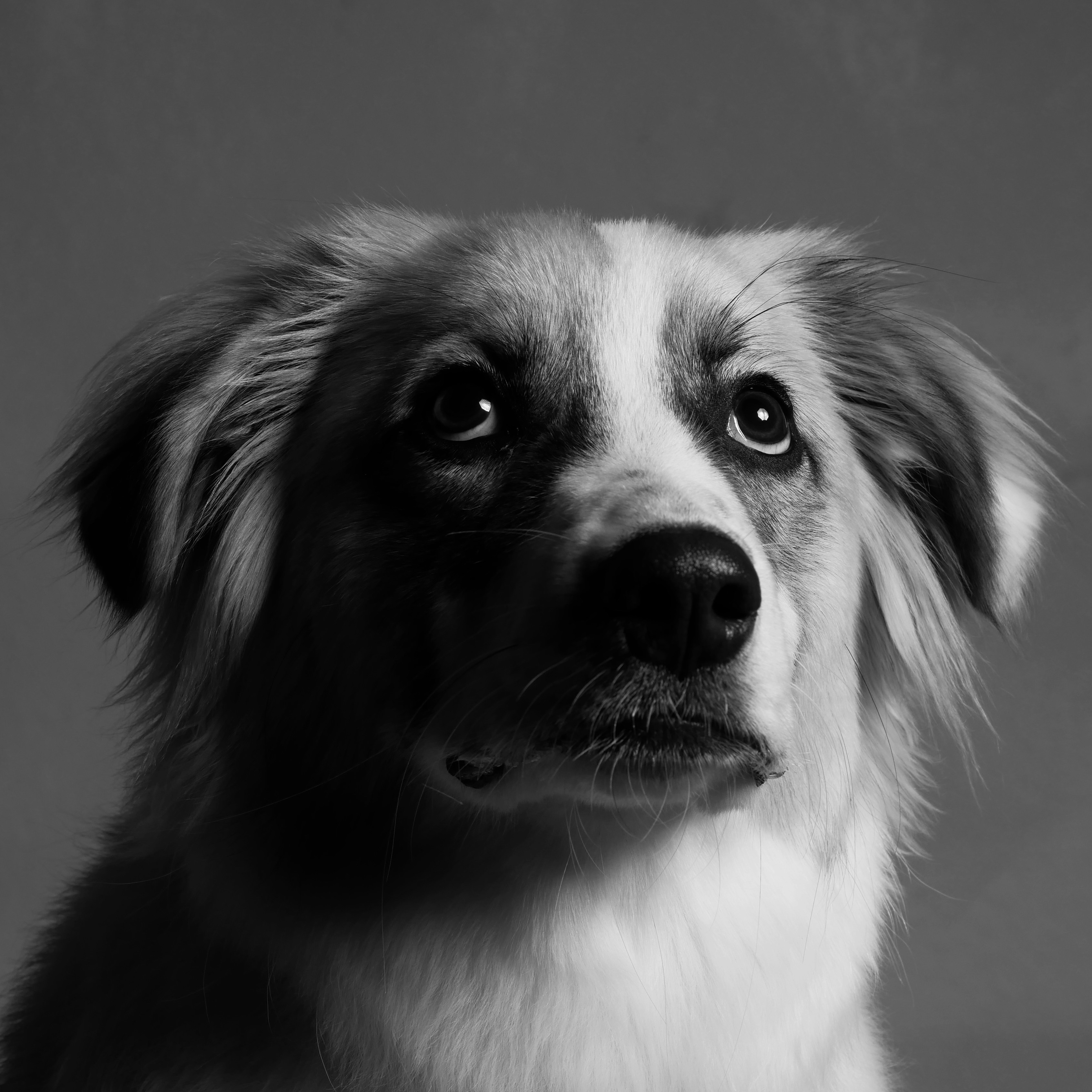 Bilder zum Thema Schwarzer Pelziger Hund | Kostenlose Bilder auf ...