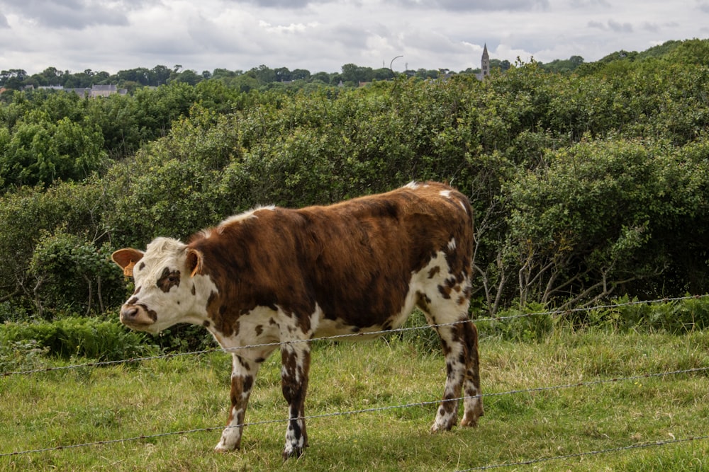 a cow standing in a field