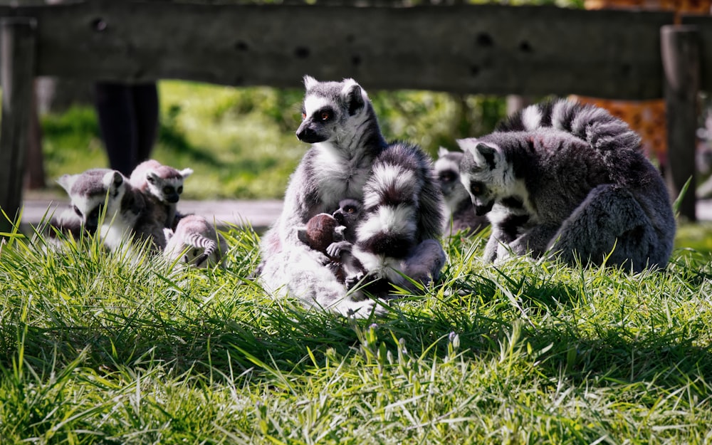 a group of lemurs in the grass