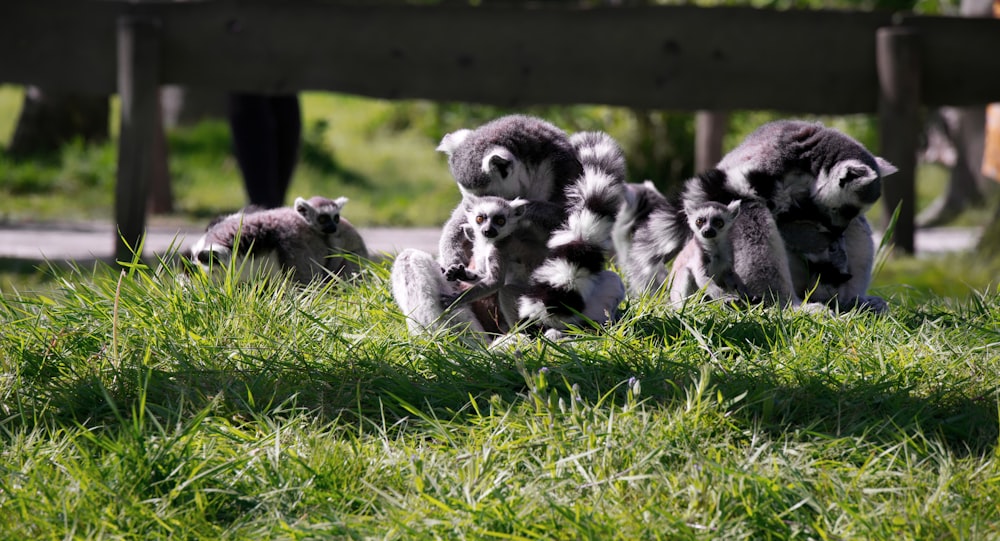 a group of raccoons in the grass