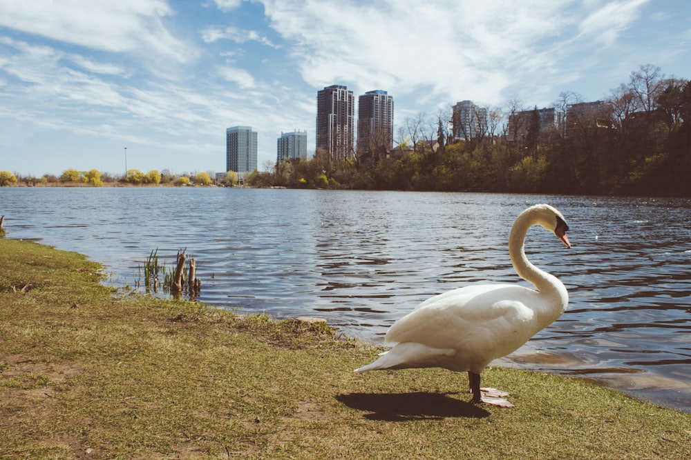 a white swan on a shore by a body of water with a city in the background