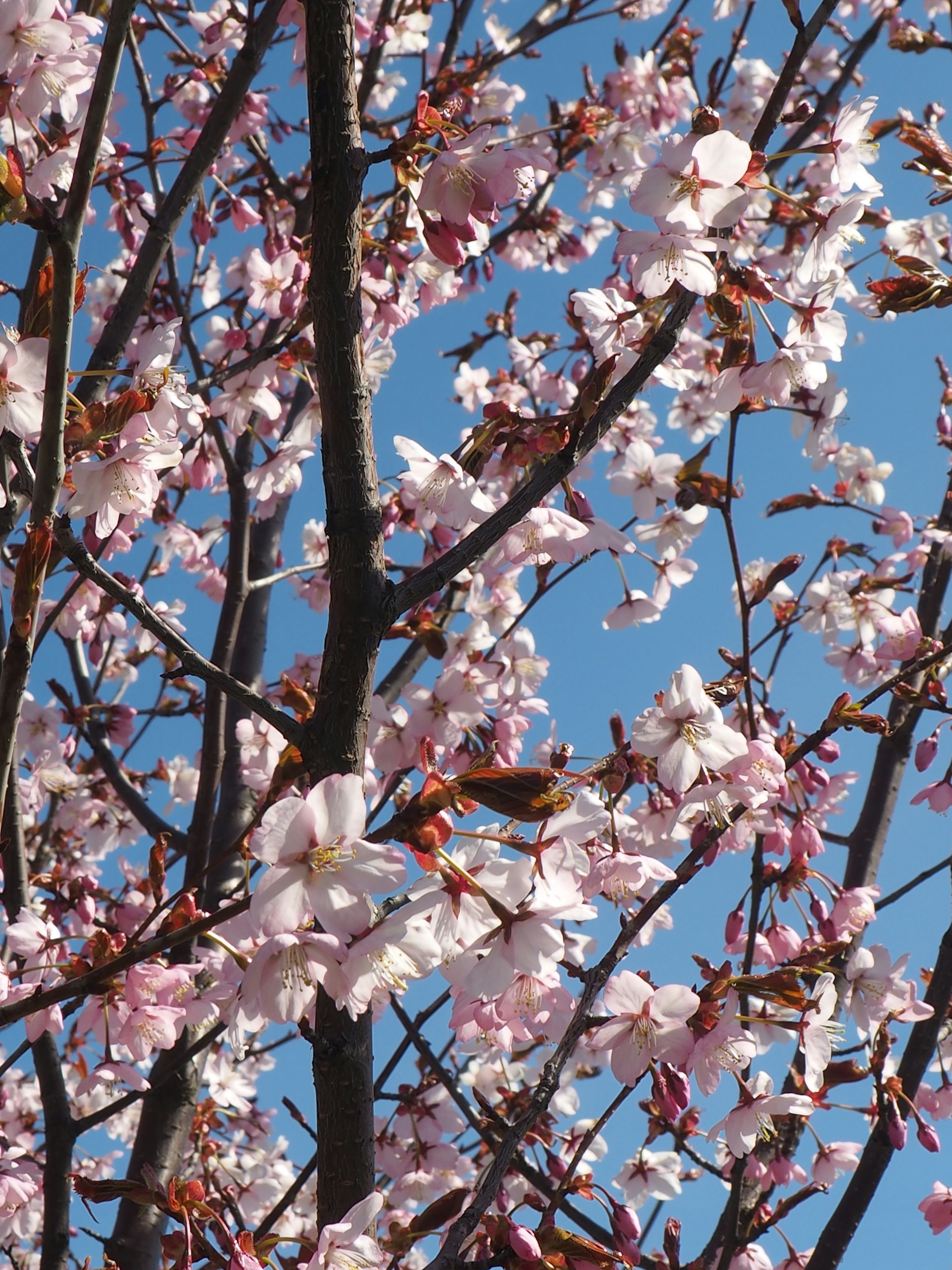 a tree with pink flowers