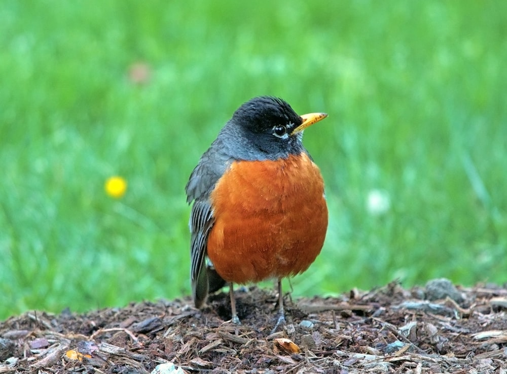 a bird standing on the ground