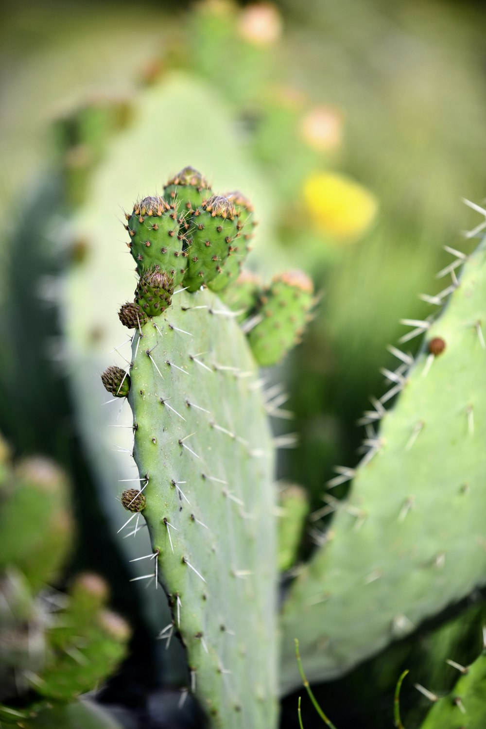 a close up of a plant