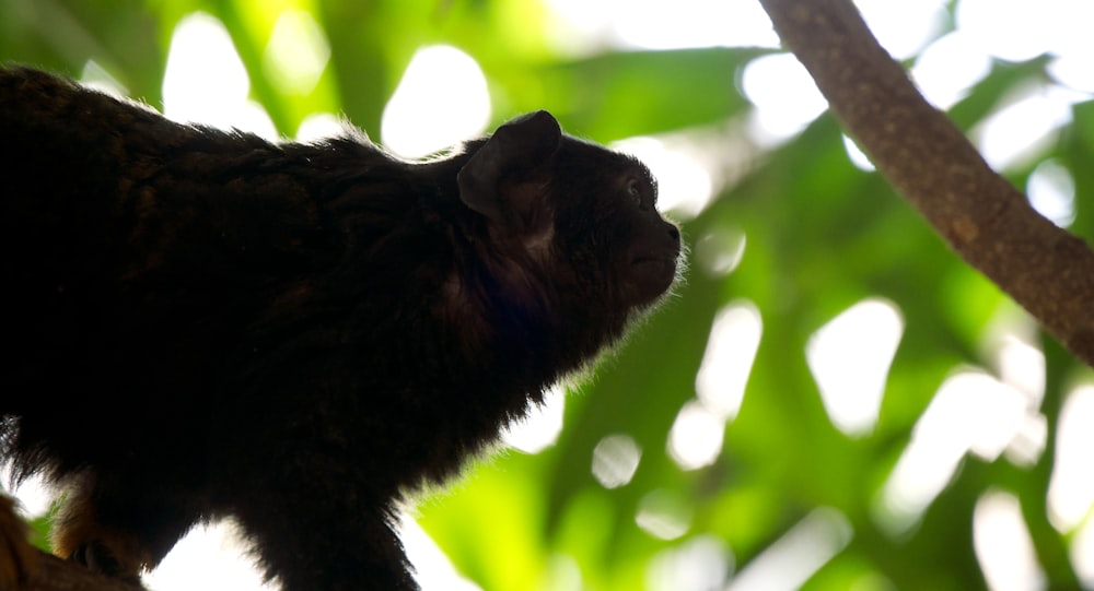 a black monkey on a tree