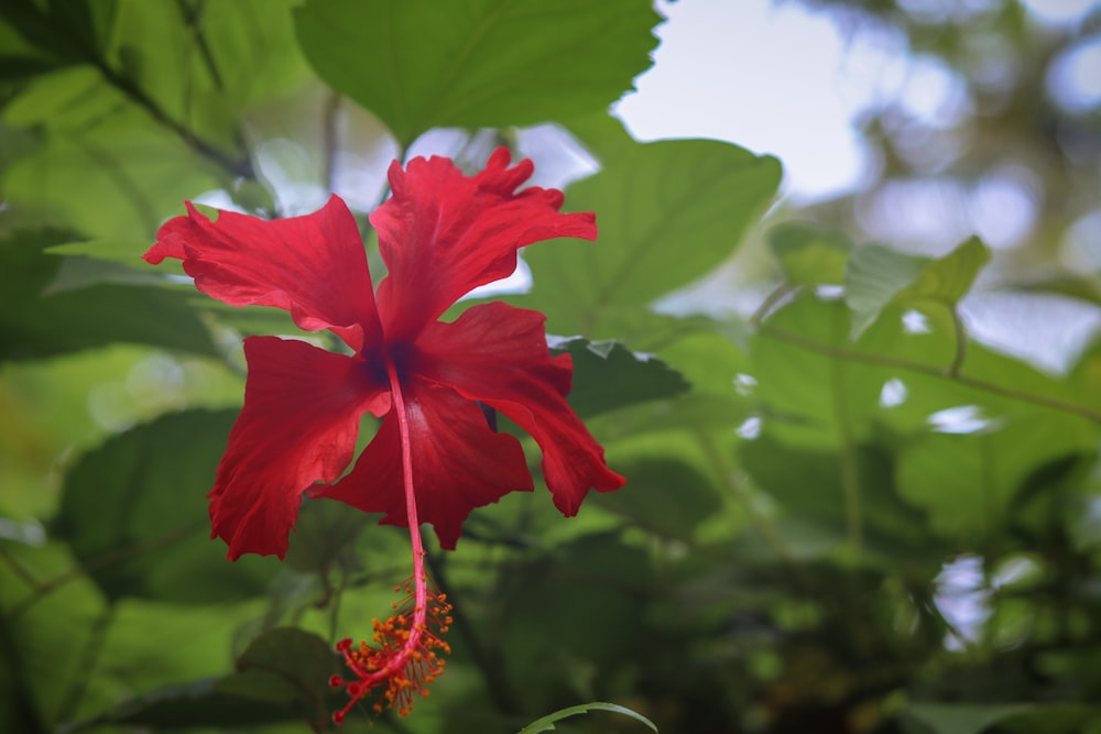 a red flower with green leaves