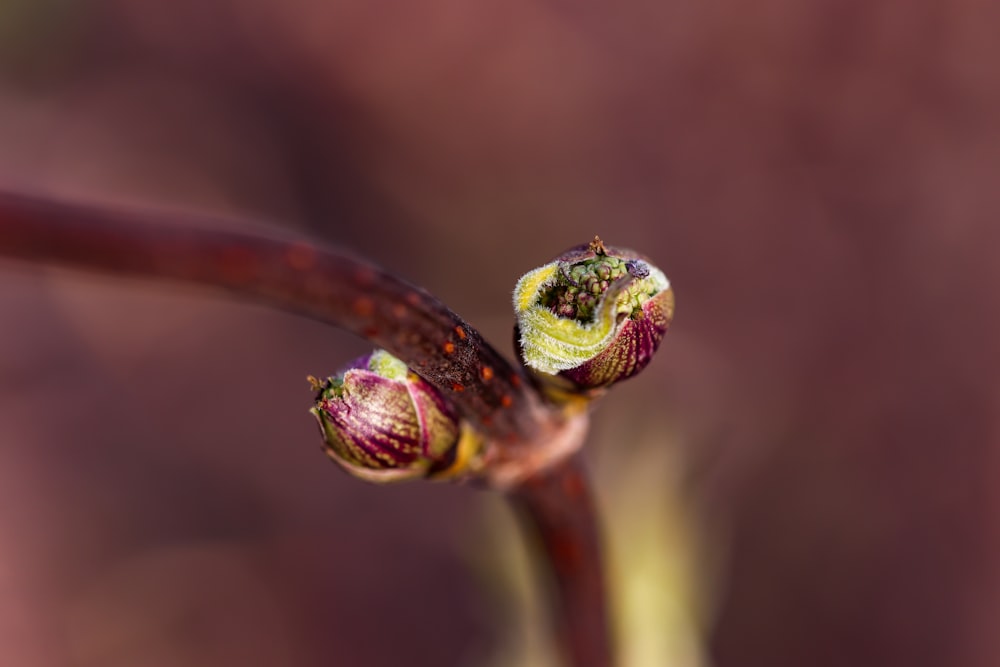 a close up of a fly