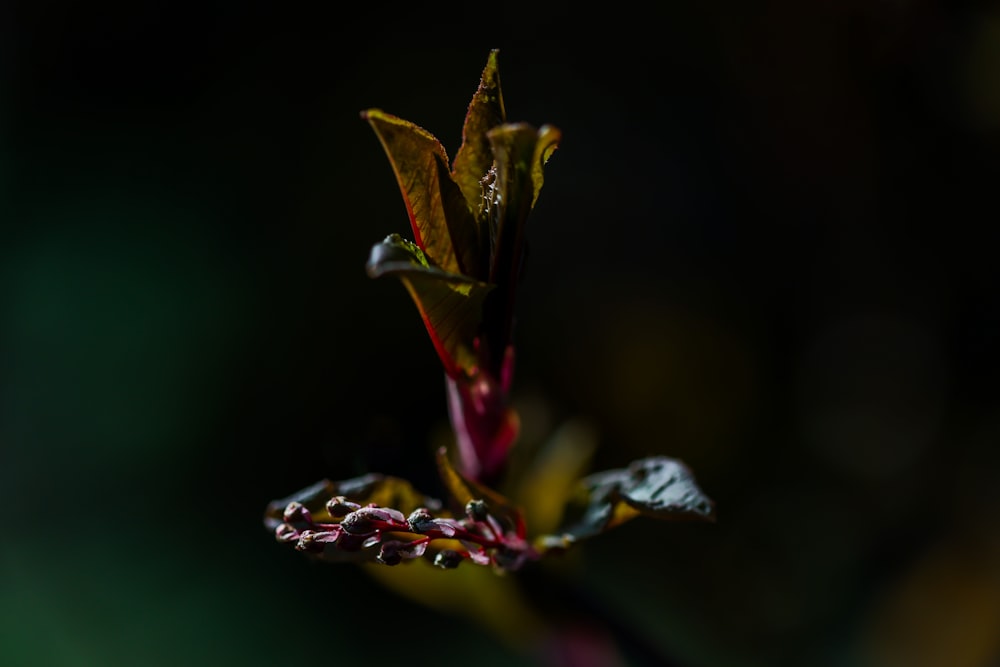 a close-up of a flower