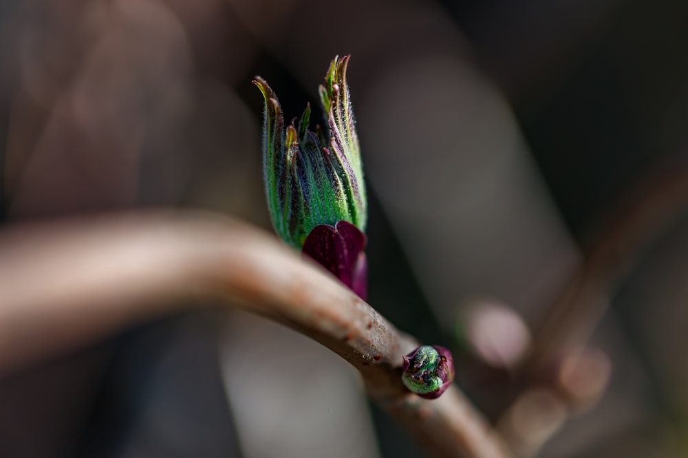 a close up of a flower