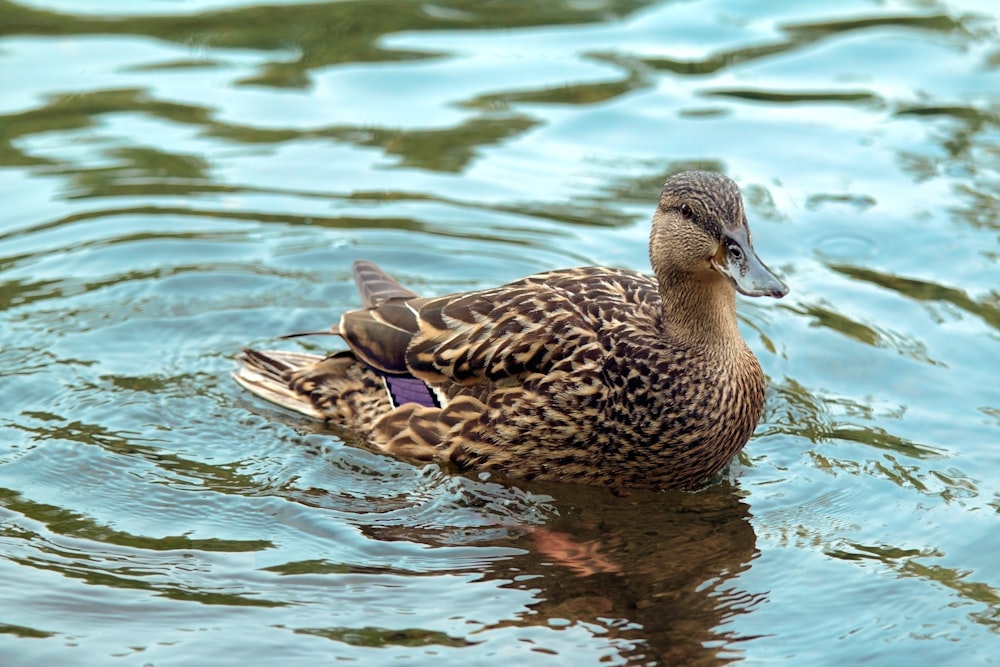 a duck swimming in water